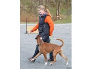 Bergen 28.03.2015 - Norsk Retrieverklubb avd. Hordaland - LP Klasse 1