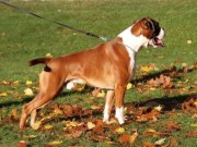 Bergen 11.04.2015 - Norsk Kennel Klub - Cert, Norsk Utstillingschampionat