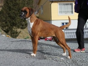 Birkeboxer Luci 1