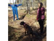 Voss 19.04.2015 - Kvam Hundeklubb - Gjennomført MH