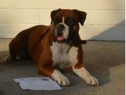 Bronsemerke - 05.06.2014 Vennesla Hundeklubb .