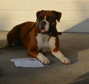 Niva v.d. Hundestaffel Nord - LP 2014