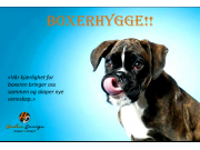 Norsk Boxerklubb avdeling Østfold inviterer til Boxerhygge i forbindelse med Spesialutstilling 02.05.2015