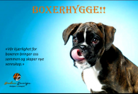 stfold-utst Boxerhygge