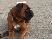 Vennesla 25.04.2015 - Vennesla Hundeklubb - RL1 