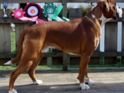 Letohallen 26.04.2015 - Norsk Dobermann Klub - BIM