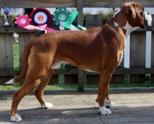 Urban Legend's Handsome Duke 260415