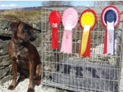 Førde 26.04.2015 - Førde Brukshundklubb - BIR