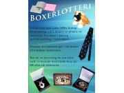 Boxerlotteri