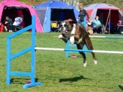 Sinsen, Oslo 07.05.2015 - Oslo Hundeskole - Agility - Bronsemerke