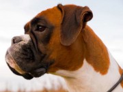 Ålesund 10.05.2015 - Norsk Kennel Klub - BIR