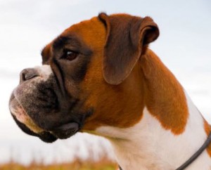 Libelle av Boxerhuset 051014