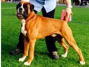 Ålesund 10.05.2015 - Norsk Kennel Klub - BIM