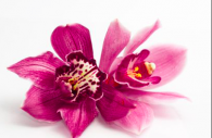 Skjermbilde Blomst