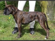 Orre, Klepp 31.05.2015 - Norsk Berner Sennenhundeklubb, avd. Rogaland - BIR Valp