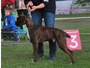Drammen 07.06.2015 - Norsk Kennel Klub - BIM Valp
