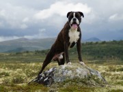 Oslo hundeshow 31.05.2015 - Stovner hundeklubb - Agility Hopp 2