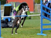 Lista 09.07.2015 Haugesund og Omegn brukshundklubb - Agility Hopp 2