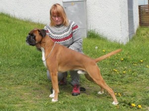 LaBoxro's Great Bob the Dog