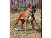 Oppdal 14.06.2015 - Oppdal hundeklubb - BIR