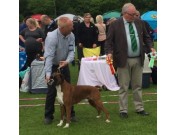 Vejen, Danmark 21.06.2015 - Dansk Kennel Klub - BIR,  Internasjonal Utstillingschampion