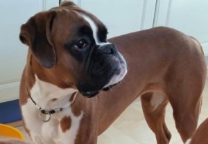 Mokka av Boxerhuset 210615