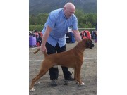 Bodø 28.06.2015 - Norsk Kennel Klub - 2 BHK  