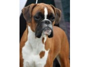 Bodø 28.06.2015 - Norsk Kennel Klub - 2 BTK
