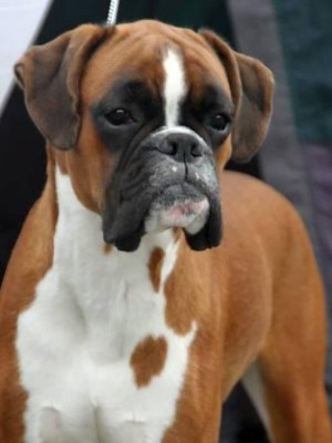 Mokka av Boxerhuset 280615