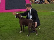 Drammen 07.06.2015 - Norsk Kennel Klub - 1.JKK, CK