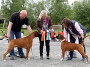 Bodø 27.06.2015 - Norsk Boxerklubb avd. Nordland - BIR  