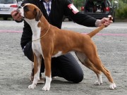 Bodø 28.06.2015 - Norsk Kennel Klub - CERT