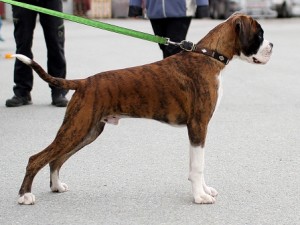 Horseboxer Scott 27_28_0615