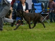 Leangen 04.07.2015 - Norsk Kennel Klub - 2 BTK, Res.CACIB