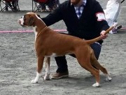Leangen 04.07.2015 - Norsk Kennel Klub - CERT 