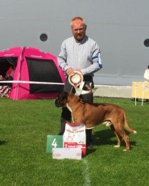 Boxy King av Hasseldalen 260715