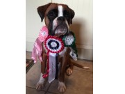 Leirfjord 09.08.2015 -  Mo Hundeklubb - BIM