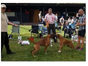 Horten 29.08.2015 Norsk Boxerklubb kontaktområde Vestfold - BIM