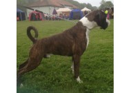 Lillestrøm 05.09.2015 - NKK European Dogshow 2015 - BIM - Europeisk Vinner 2015
