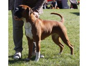 Lillestrøm 05.09.2015 - NKK European Dogshow 2015 - Europeisk Junior Vinner 2015