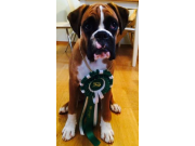 Lillestrøm 05.09.2015 - NKK European Dogshow 2015 - BIM Valp