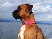 Trondheim 27.09.2015 - Norsk Schæferhund Klub, Nordenfjeldske - Bestått Funksjonsanalyse