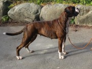 Klepp 27.09.2015 - Norsk Kennel Klub, Rogaland - Cert, Norsk Utstillingschampion 
