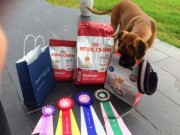Leirfjord 09.08.2015 - Mo Hundeklubb - BIS 4 Valp