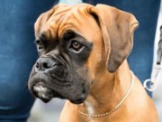 Mosjøen 16.08.2015 - Rana Trekk- og Brukshundklubb - BIG 4 Valp