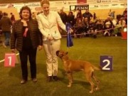 Harstad 03.10.2015 - Norsk Kennel Klub - BIG 2 Valp
