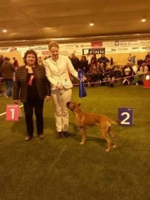Boxerdalen's Golden Heart 031015
