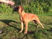 Mosjøen 15.08.2015 - Vefsn Hundeklubb - BIG 2 Valp