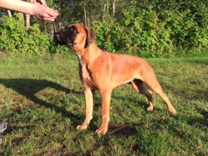 Boxerdalen's Golden Heart til 150815