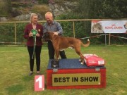 Karmøy 22.08.2015 - Karmøy Hundeklubb - BIR, BIS1 